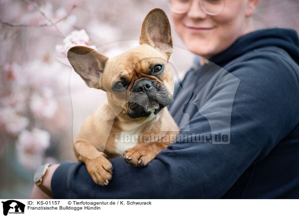 Franzsische Bulldogge Hndin / female French Bulldog / KS-01157