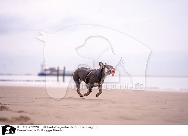 Franzsische Bulldogge Hndin / female French Bulldog / SIB-02229