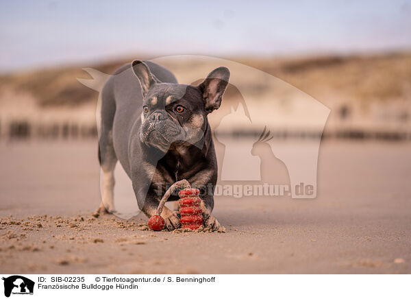 Franzsische Bulldogge Hndin / female French Bulldog / SIB-02235