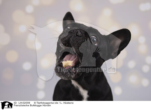 Franzsische Bulldogge Hndin / female French Bulldog / LH-02006