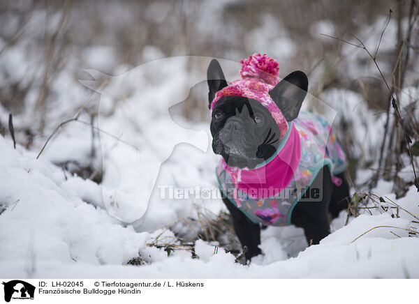 Franzsische Bulldogge Hndin / female French Bulldog / LH-02045