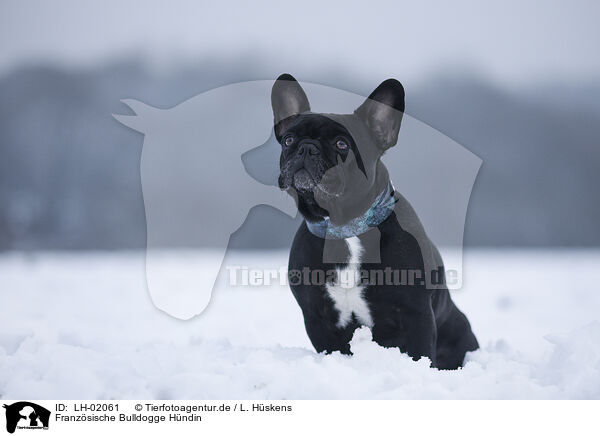 Franzsische Bulldogge Hndin / female French Bulldog / LH-02061