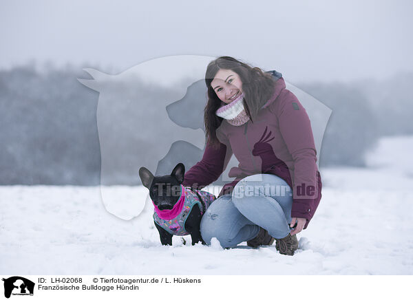 Franzsische Bulldogge Hndin / female French Bulldog / LH-02068