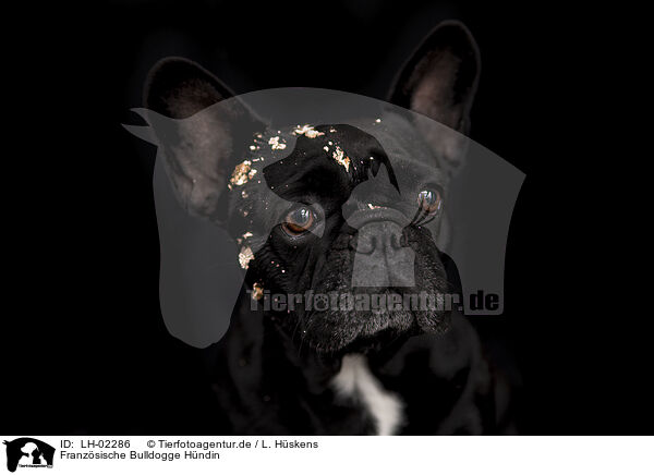 Franzsische Bulldogge Hndin / LH-02286