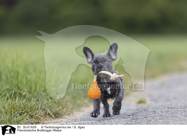 Franzsische Bulldogge Welpe / French Bulldog Puppy / SI-01926