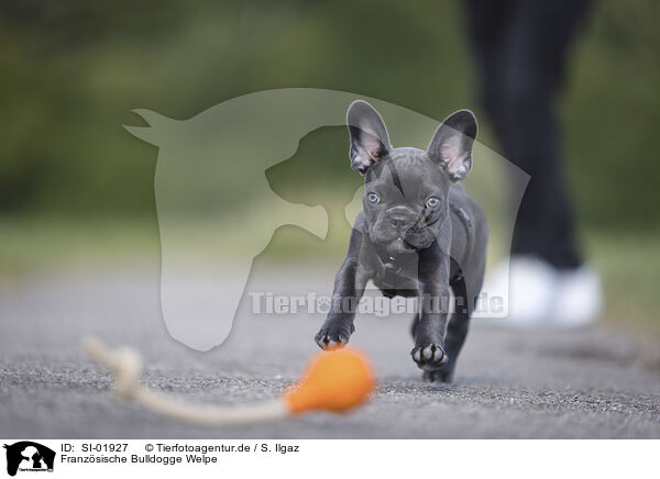 Franzsische Bulldogge Welpe / French Bulldog Puppy / SI-01927