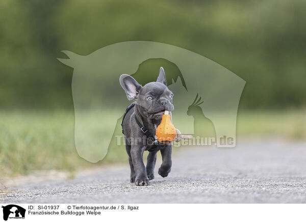 Franzsische Bulldogge Welpe / French Bulldog Puppy / SI-01937