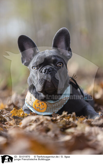 junge Franzsische Bulldogge / young French Bulldog / SI-01970