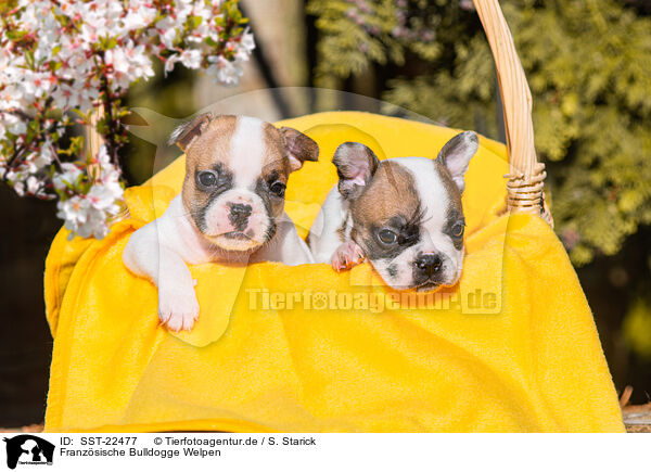 Franzsische Bulldogge Welpen / French Bulldog Puppies / SST-22477