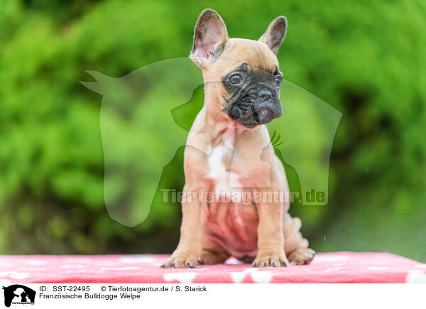 Franzsische Bulldogge Welpe / French Bulldog Puppy / SST-22495