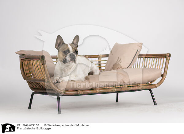 Franzsische Bulldogge / French Bulldog / MAH-03151