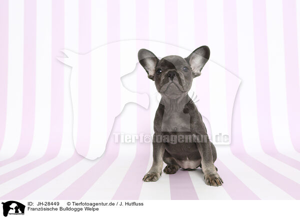 Franzsische Bulldogge Welpe / French Bulldog Puppy / JH-28449