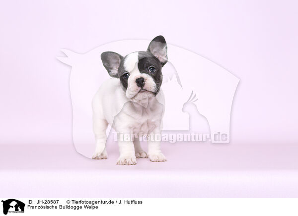 Franzsische Bulldogge Welpe / French Bulldog Puppy / JH-28587