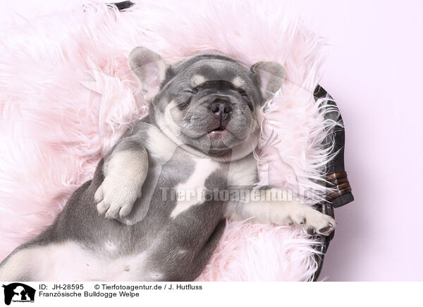 Franzsische Bulldogge Welpe / French Bulldog Puppy / JH-28595