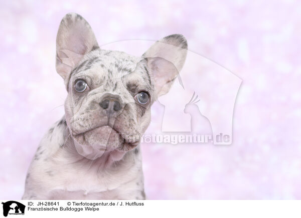 Franzsische Bulldogge Welpe / French Bulldog Puppy / JH-28641
