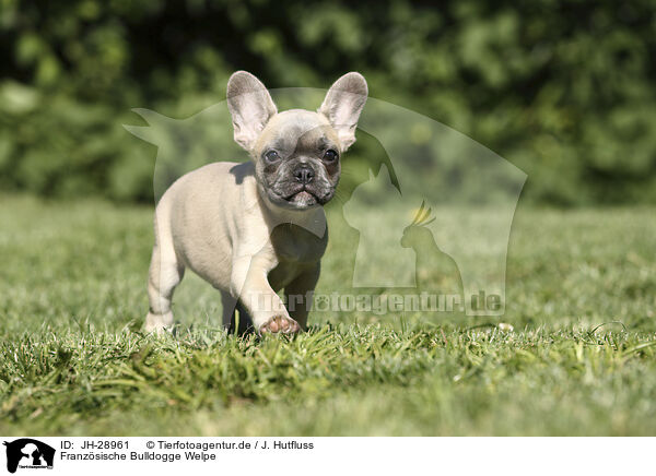 Franzsische Bulldogge Welpe / French Bulldog Puppy / JH-28961