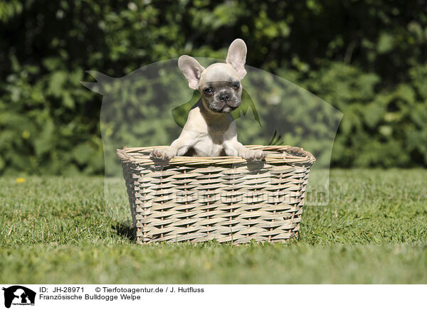 Franzsische Bulldogge Welpe / French Bulldog Puppy / JH-28971