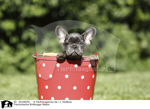 Franzsische Bulldogge Welpe / French Bulldog Puppy / JH-28978