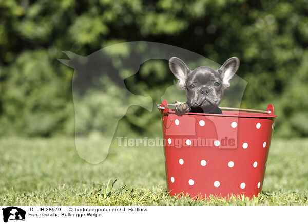 Franzsische Bulldogge Welpe / French Bulldog Puppy / JH-28979