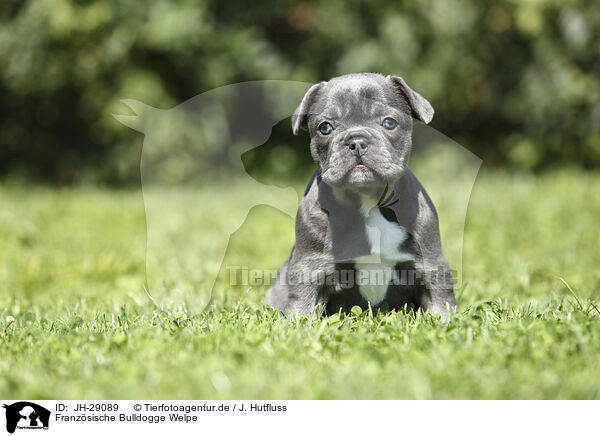 Franzsische Bulldogge Welpe / French Bulldog Puppy / JH-29089