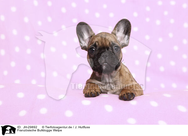 Franzsische Bulldogge Welpe / French Bulldog Puppy / JH-29892