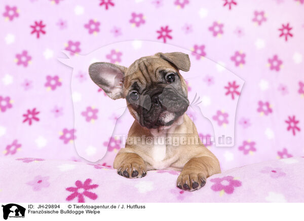 Franzsische Bulldogge Welpe / French Bulldog Puppy / JH-29894