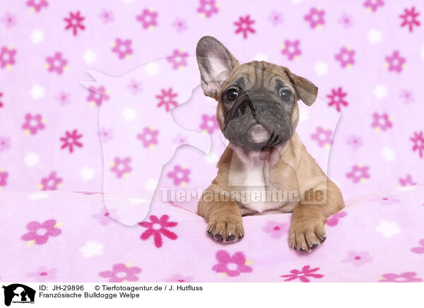 Franzsische Bulldogge Welpe / French Bulldog Puppy / JH-29896