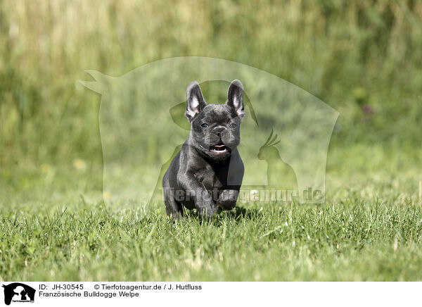 Franzsische Bulldogge Welpe / French Bulldog Puppy / JH-30545