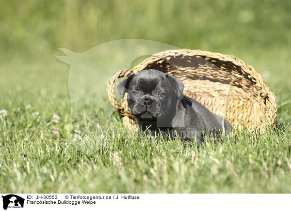 Franzsische Bulldogge Welpe / JH-30553