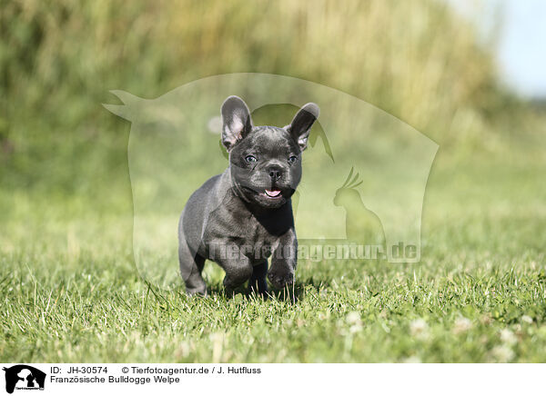 Franzsische Bulldogge Welpe / JH-30574