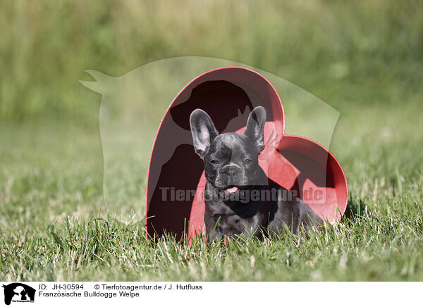 Franzsische Bulldogge Welpe / JH-30594
