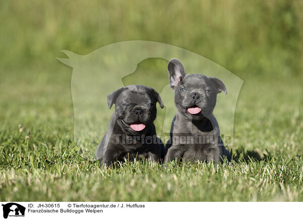Franzsische Bulldogge Welpen / French Bulldog Puppies / JH-30615