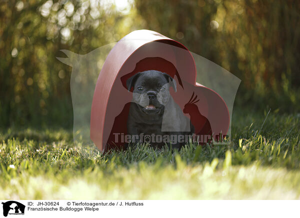 Franzsische Bulldogge Welpe / JH-30624