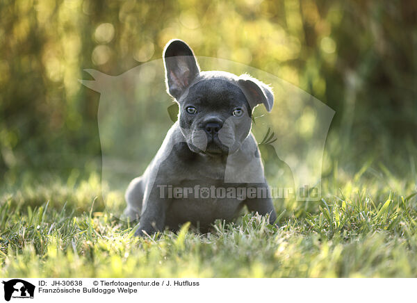 Franzsische Bulldogge Welpe / French Bulldog Puppy / JH-30638
