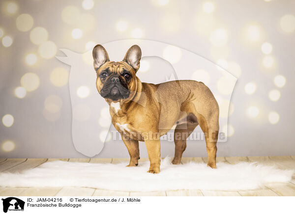 Franzsische Bulldogge / French Bulldog / JAM-04216
