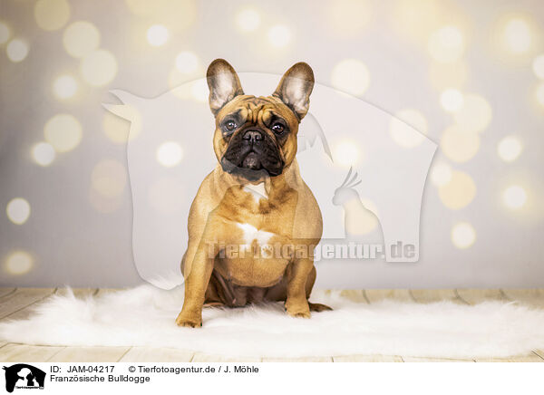 Franzsische Bulldogge / French Bulldog / JAM-04217