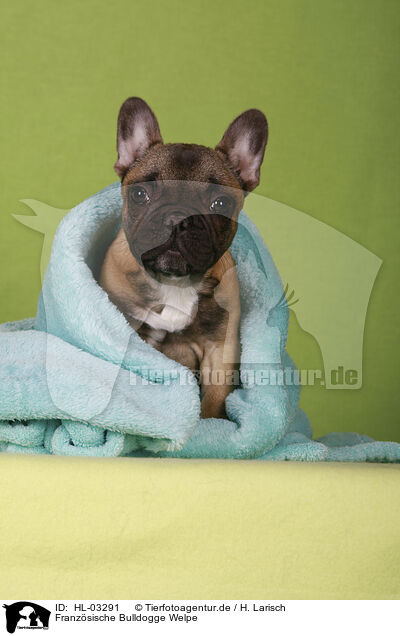 Franzsische Bulldogge Welpe / French Bulldog Puppy / HL-03291