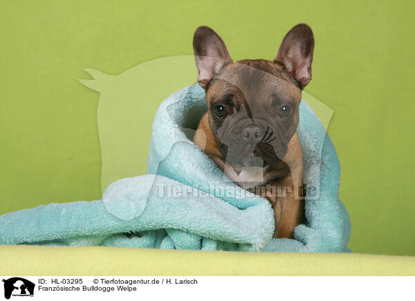 Franzsische Bulldogge Welpe / French Bulldog Puppy / HL-03295