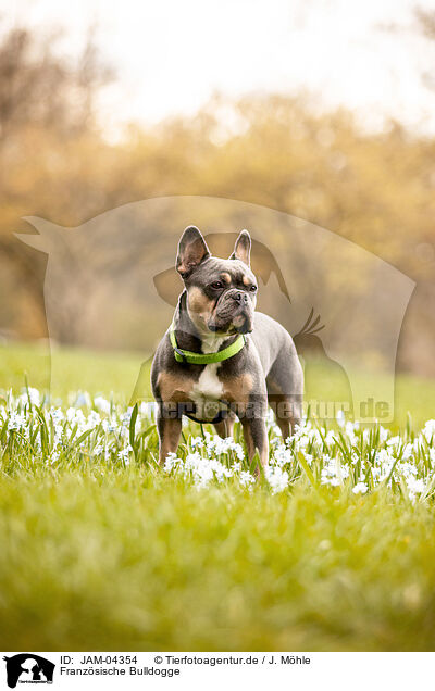 Franzsische Bulldogge / French Bulldog / JAM-04354