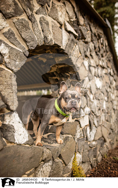 Franzsische Bulldogge / French Bulldog / JAM-04430