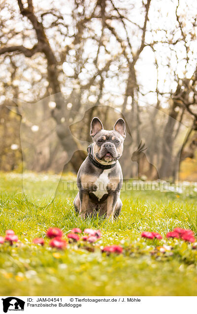 Franzsische Bulldogge / French Bulldog / JAM-04541