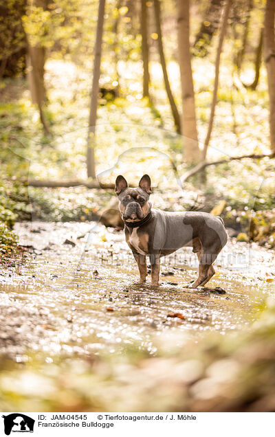 Franzsische Bulldogge / French Bulldog / JAM-04545