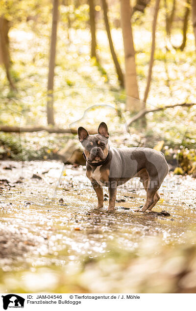 Franzsische Bulldogge / French Bulldog / JAM-04546