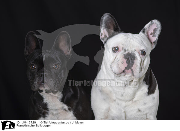 Franzsische Bulldoggen / French Bulldogs / JM-16720