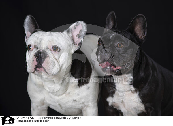 Franzsische Bulldoggen / French Bulldogs / JM-16723