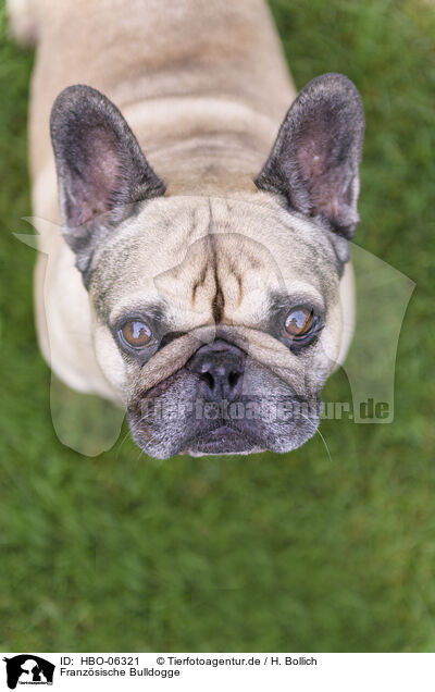 Franzsische Bulldogge / French Bulldog / HBO-06321