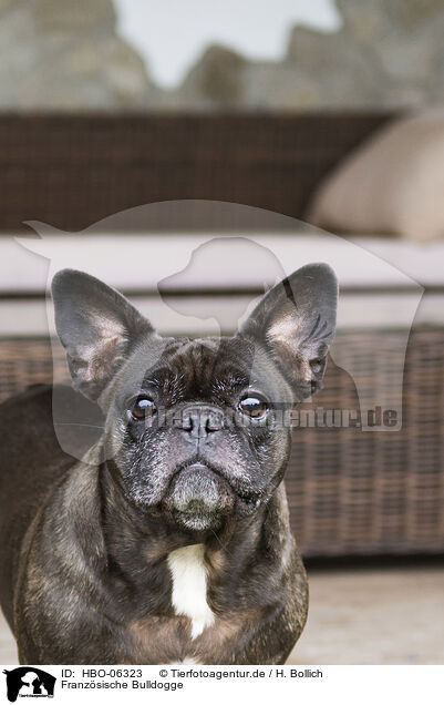 Franzsische Bulldogge / French Bulldog / HBO-06323