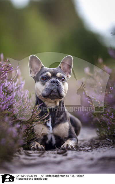 Franzsische Bulldogge / French Bulldog / MAH-03916