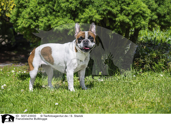 Franzsische Bulldogge / SST-23930