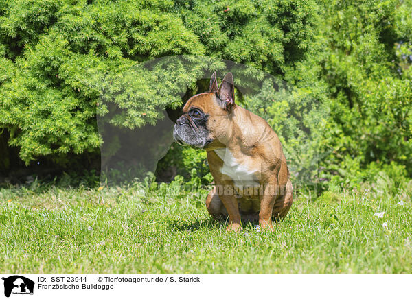 Franzsische Bulldogge / SST-23944